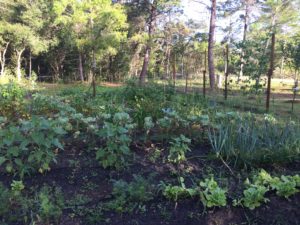 West Garden in the Summer