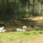 Resident Ducks in the New Pond