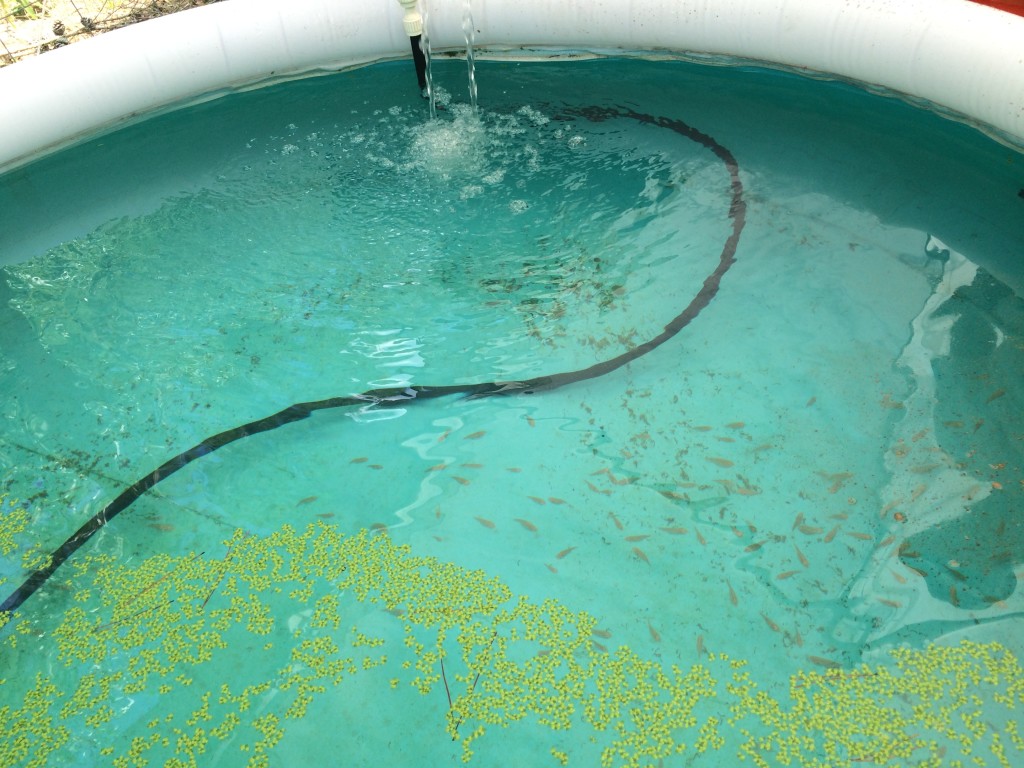 Talapia Pool