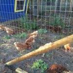 Red Stars eating greens in the Pen Yard