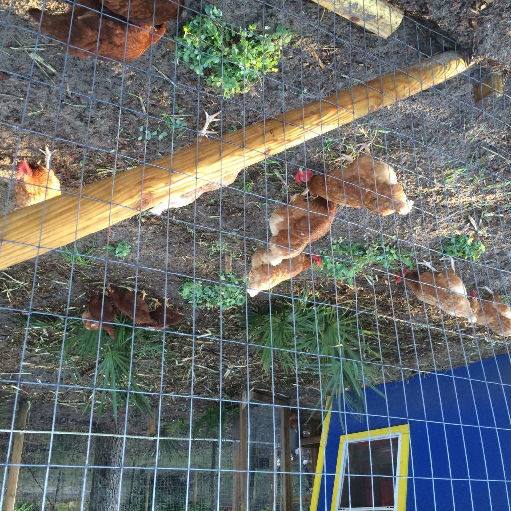 Red Stars eating greens in the Pen Yard