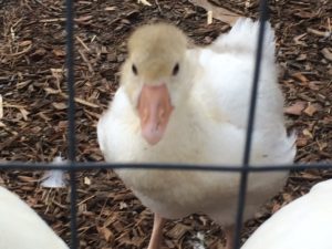 Silly Goose May 2016