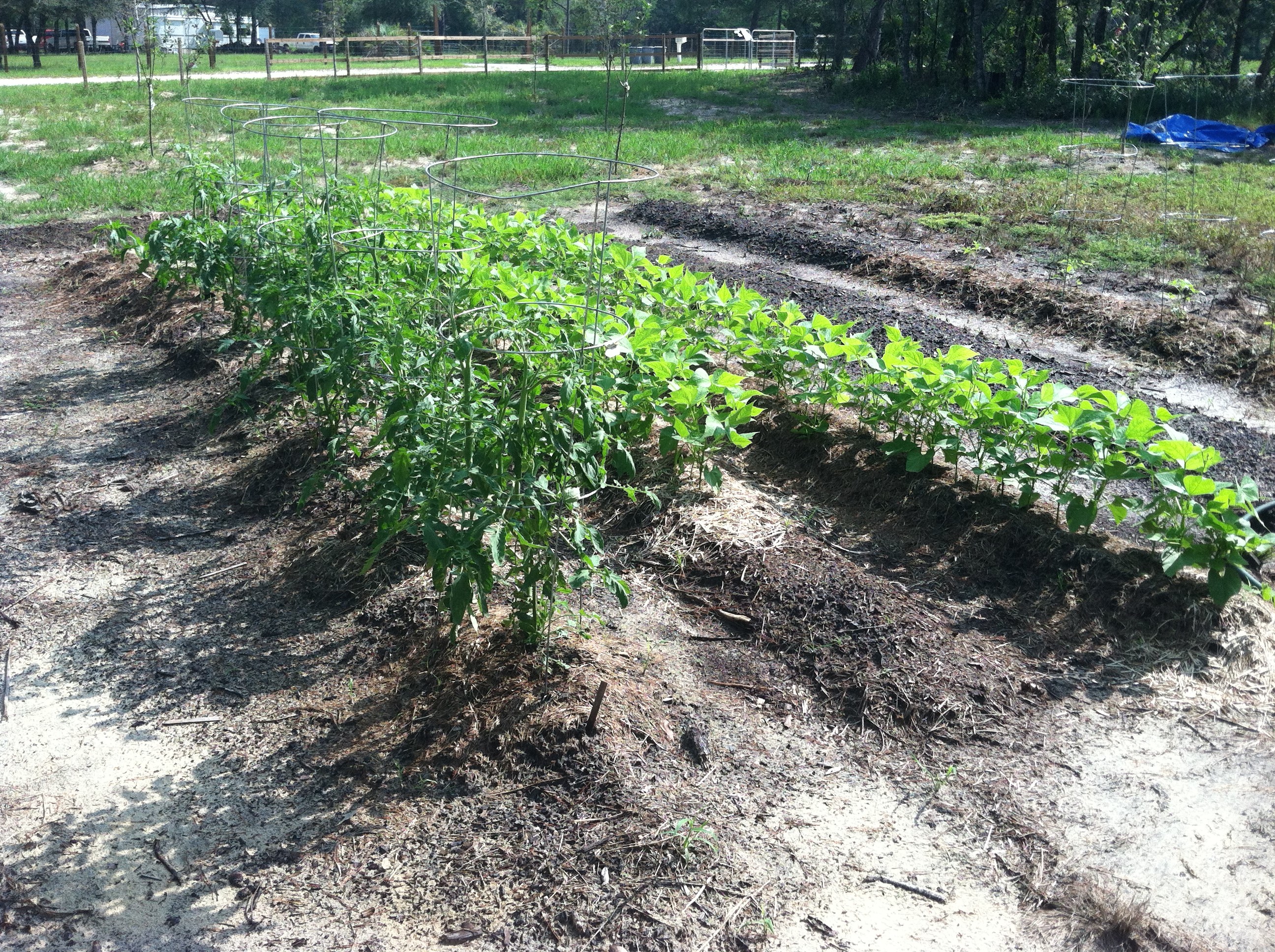 Soil Building the Sweet Potato Patch –  Fall 2017