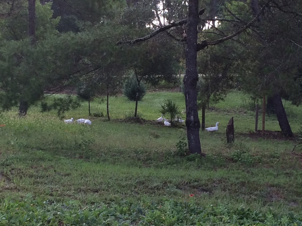 Free Ranging Ducks - Happy campers!