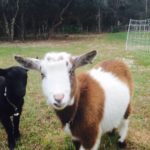 Baby and Cow in the Barnyard Goat Pasture.