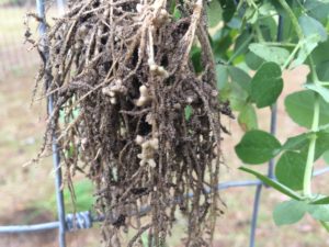 The livestock eat the greens and we use some for mulching.