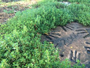 4 Hands Steppoing Stone in the Tea Garden Thyme Walk