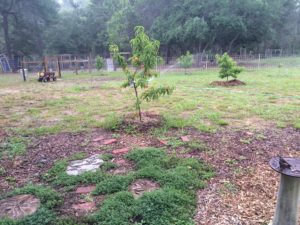 Thyme walk May 2016 with Peach Tree