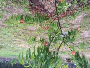 Peach Tree in the Tea Garden May 2016