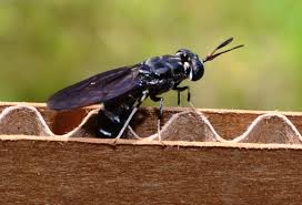 Black_Soldier_Fly1