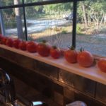 2016 First crop of tomatoes