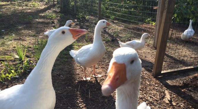 Silly with the others