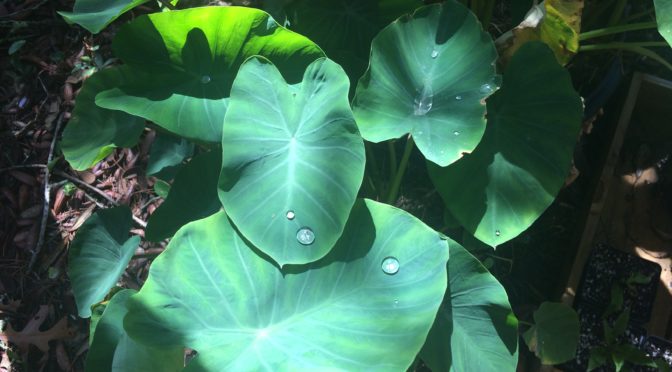 Taro or Dasheen