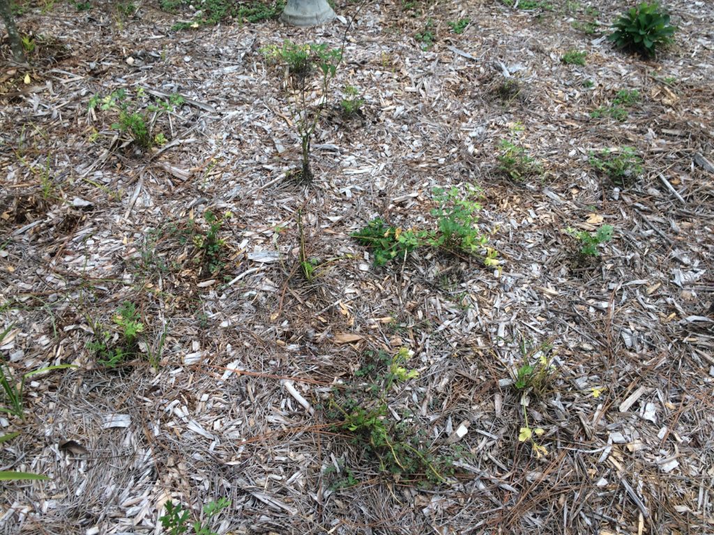 Parsley in the Sun