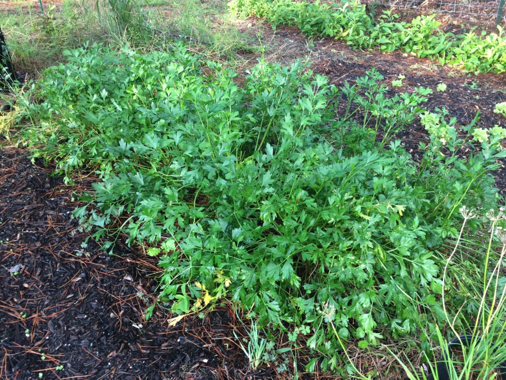 Parsley in the shade