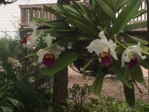 Cattleya Orchid