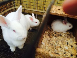 New Zealand White Bunnies -