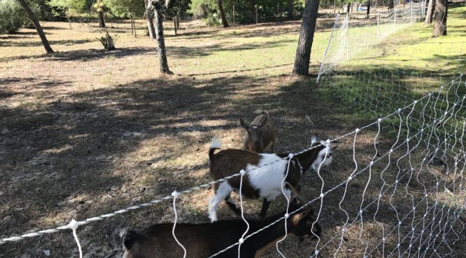 Rotational Grazing for Goats Using Electric Fencing