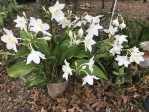 Amazon Lily and the Rec Cymbidium in the Shade Garden