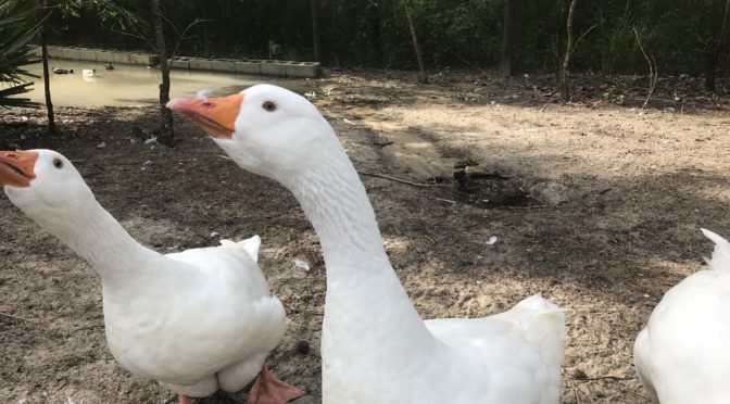 Tales from the Farm – Duck, Duck, Goose