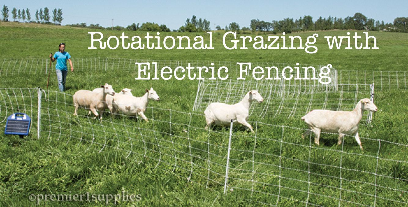 Rotational Grazing for Goats Using Electric Fencing Bent Pine Farm