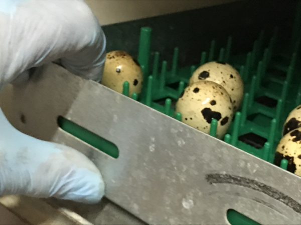 Pharaoh Coturnix eggs in incubator
