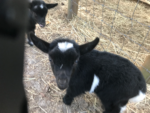 goat kid Spring 2020