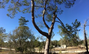 One of the Bent Pines on the Farm  