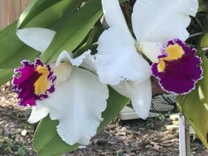 orchids Feb 2017